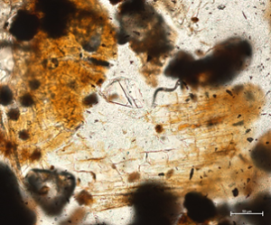 Silicified plant tissue found in ant’s refuse chamber.