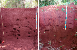 Leaf-cutter ant colony in soil profile from Marechal C. Rondon, western Paraná, Brazil