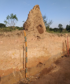 Termite mound in Piracicaba – São Paulo, Brazil